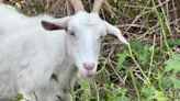 See it: New Rochelle, N.Y. brings in goats to take on invasive species at Ward Acres Park