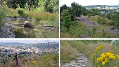 Old brickworks site transformed into new wetlands - with a heron among first visitors