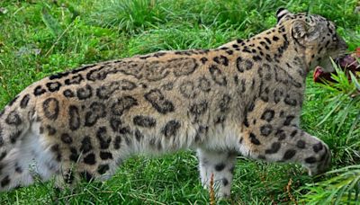 'Proof' Big Cat of Cumbria exists as DNA found on mauled sheep