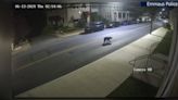 'It was kind of unique': Bear spotted wandering around Emmaus