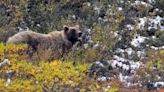 35-year-old man seriously hurt in grizzly bear attack in Wyoming, wildlife officials say