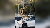 VIDEO: Person seen trashing Waymo car in San Francisco