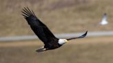 Bald eagle population on the rise in The Last Green Valley: Opportunities and challenges