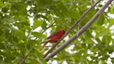 DEC challenge encourages New Yorkers to birdwatch