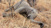 Deadly bacteria may be the culprit behind mysterious elephant die-off