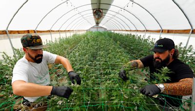 Editorial: California’s cannabis regulator is failing the legal marijuana market