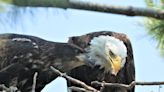 Smith: Bald eagles are back on track to recovery after another setback