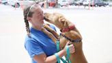 A path to joy: Fosters help dogs find forever homes at this Lee’s Summit non-profit