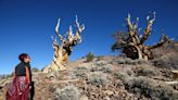 California's 'Methuselah' bristlecone pine may no longer be the world's oldest tree