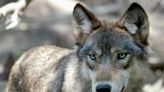 House Votes to Remove Wolves From Endangered List