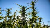 Marijuana legalization faces tough odds in red states despite Ohio win