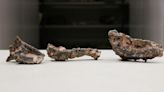 Fossils of ancient crocodile-like reptile found in Brazil