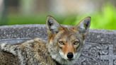 Michigan coyote hunts are 'gruesome killing contests' | Letters to the Editor