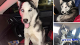 Escambia County, Alabama dog missing for more than 2 months; $500 reward offered