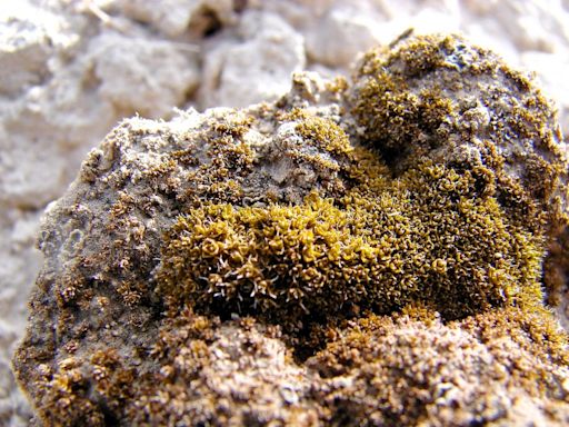 Scientists discover moss can grow on Mars