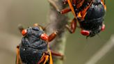 A rare burst of billions of cicadas will rewire our ecosystems for years to come