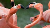 Florida’s flamingo population thrives after Hurricane Idalia