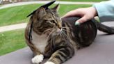 Cat roams university campus for 4 years, gets doctoral degree