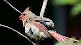 Audubon Society Shares Fascinating Video of How Female Birds Incubate Their Eggs