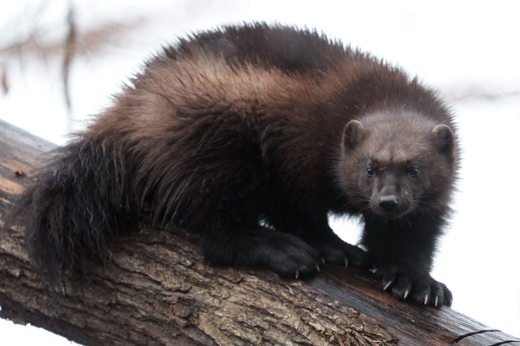Wolverines will return to Colorado decades after near-extermination in the West