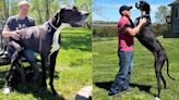 RIP Kevin: Great Dane dies days after being crowned world’s tallest male dog