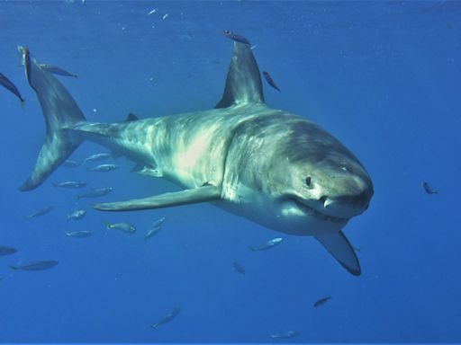 'Jaws' at 50: Peter Benchley's toothy terror and the fascination with great white sharks