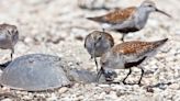 Court order halts horseshoe crab harvesting on many SC beaches, protecting red knots