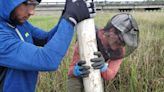 Marshes combat climate change by storing carbon. Scientists want to know how much