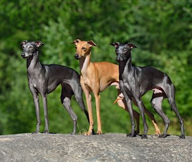 Fashionable Italian Greyhounds Are Absolute Style Goals