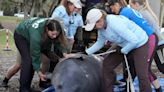 12 manatees released into Blue Spring in West Volusia after rehabilitation