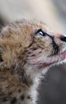 Cheetahs: Growing Up Fast