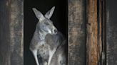 London Underground passengers who had to capture kangaroo after he escaped cage