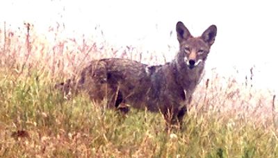 Montgomery County Police searching for coyote who attacked two women