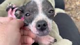 Abandoned Puppy Attempting To Bite Everyone Is Coming Around Thanks To Shelter's Love