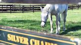 For ex-Derby winner Silver Charm, it’s a life of leisure at Kentucky retirement farm | Jefferson City News-Tribune