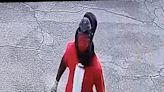 Columbia County Sheriff’s Office searching for robbery suspect wearing ‘Halloween’ mask, ‘Santa’ shirt