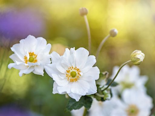 Add These Pretty White Flowers to Your Garden for a Beautiful Display