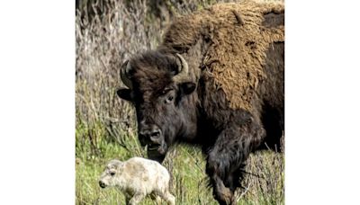 Rare white buffalo reported in Yellowstone National Park