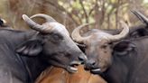 Zimbabue reubica a cien búfalos para evitar que propaguen la fiebre aftosa al ganado