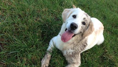 Golden Retriever Finds the Perfect Stick and Plops Down in the Mud to Enjoy It