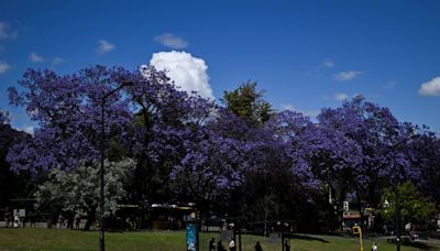 Jacarandás do Brasil colorem as ruas de Lisboa de azul e lilás; veja fotos