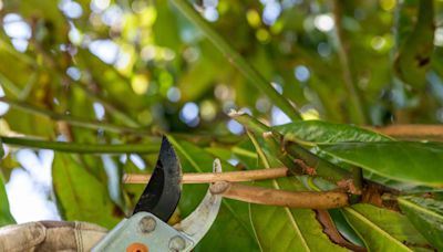 Now Is the Worst Time to Prune Trees, a Gardener Says—What You Should Know