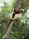 Coquerel's sifaka