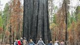 Centuries-old sequoias damaged during prescribed burn at California park. One may not survive