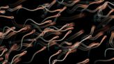 Scientists decode 'LEGO protein' that makes sperm swim