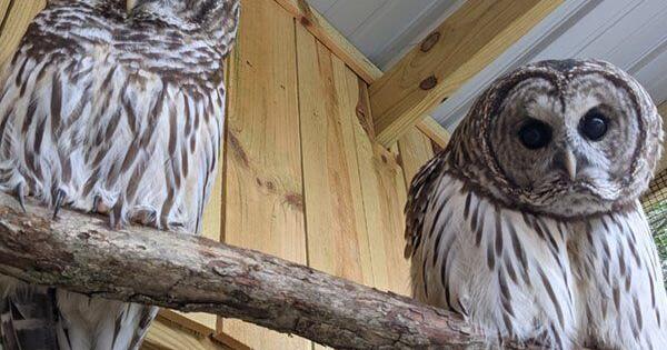 Birds of Prey Jamboree brings owls, raptors back to Indiana Welcome Center