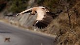 When India's vulture population collapsed, half a million human deaths followed: study | CBC Radio