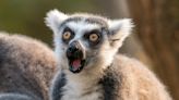 Scientists uncover secret behind lemurs' unique trick