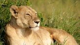 Lion Rescued From Ukraine Steps on Grass for the First Time and It’s Giving People the Feels