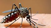 India's First Dengue Vaccine Likely To Be Ready By 2026